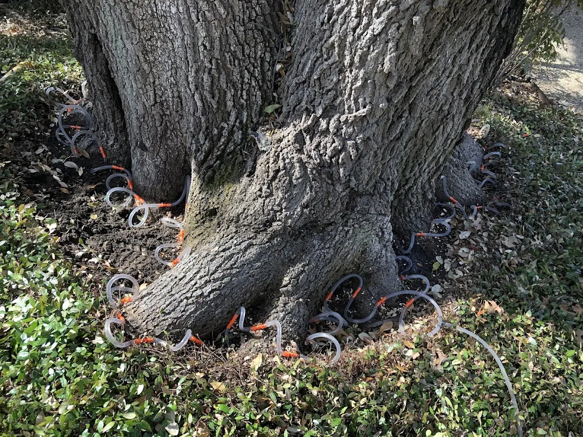 Detailed Tree Cabling and Bracing job site in Richview