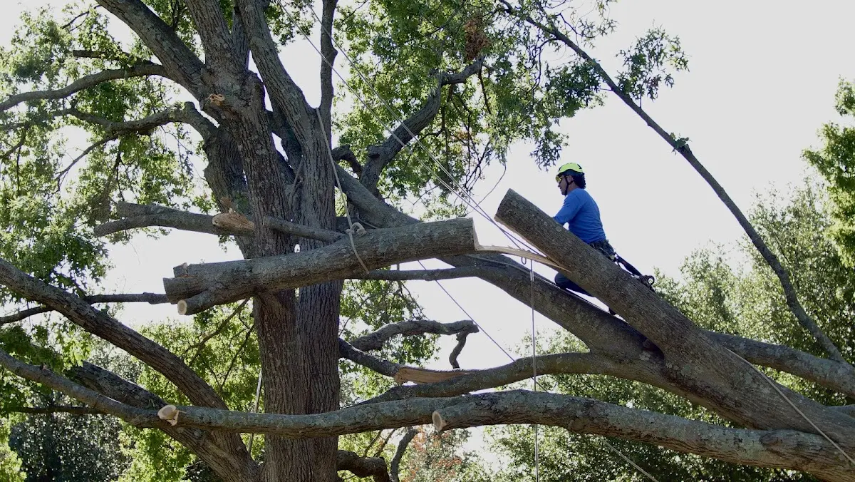 Professional Hazardous Tree Removal performed by certified arborists in Richview