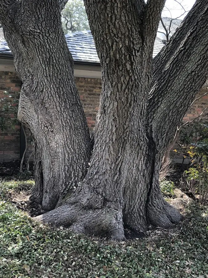 Mature heritage tree close to a Richview property cared for by certified arborists